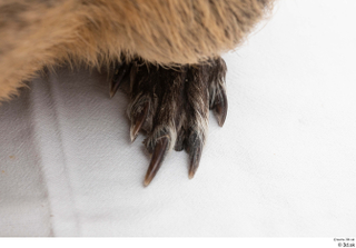 Nutria foot 0011.jpg